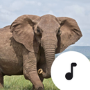 Elephant Sounds APK