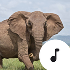 Elephant Sounds ไอคอน