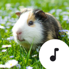 Guinea Pig Sounds icône