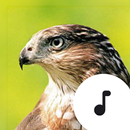 Hawk Sounds APK