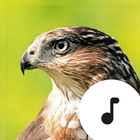 آیکون‌ Hawk Sounds