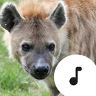 Hyenas Sounds আইকন
