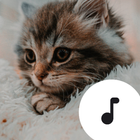 Kitten Sounds icon