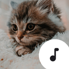 Kitten Sounds Zeichen