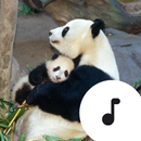 APK Panda Sounds