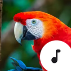 Parrot Sounds icône