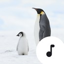 APK Penguin Sounds