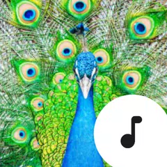 Peacock Sounds APK Herunterladen