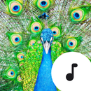 Peacock Sounds APK