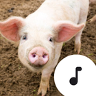 Pig Sounds icon