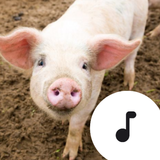 Pig Sounds 图标