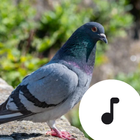 Pigeon Sounds আইকন