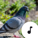 APK Pigeon Sounds