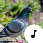 Pigeon Sounds Zeichen