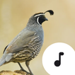 ”Quail Sounds