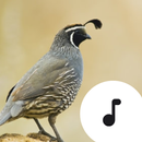 Quail Sounds aplikacja