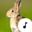 ”Rabbit Sounds