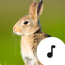 Rabbit Sounds aplikacja