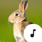 Rabbit Sounds Zeichen