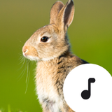 Rabbit Sounds icône