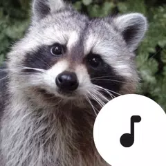 Raccoon Sounds アプリダウンロード