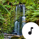 Rainforest Sounds APK