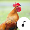 ”Rooster Sounds