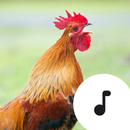 Rooster Sounds aplikacja