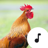 Rooster Sounds icône