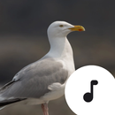 Seagull Sounds APK