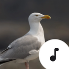 Seagull Sounds 아이콘