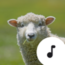 Sheep Sounds aplikacja