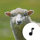Sheep Sounds APK