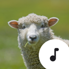 Sheep Sounds アイコン