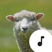 Sheep Sounds