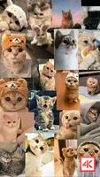Cute Cat Wallpaper bài đăng