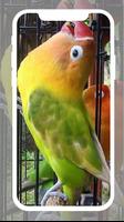 Masteran Lovebird Ngetik Ngekek Offline Screenshot 3