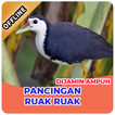 Suara Pemikat Burung Ruak Ruak Ampuh Offline