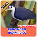 Suara Pemikat Burung Ruak Ruak Ampuh Offline APK
