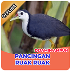 Suara Pemikat Burung Ruak Ruak Ampuh Offline simgesi