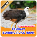 Suara Pikat Burung Ruak Ruak Paling Ampuh APK