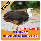 Suara Pikat Burung Ruak Ruak Paling Ampuh Zeichen