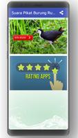 Suara Pikat Burung Ruak Ruak Paling Ampuh Screenshot 1