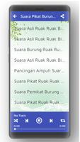 Suara Pikat Burung Ruak Ruak Paling Ampuh Screenshot 2