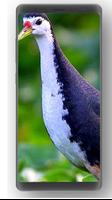 Suara Pikat Burung Ruak Ruak Paling Ampuh Screenshot 3