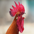 Rooster Sounds