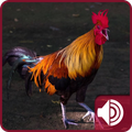 Rooster Sounds