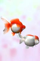 Gold Fish 3D ภาพหน้าจอ 2