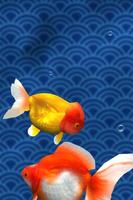 Gold Fish 3D free LWP پوسٹر