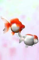 Gold Fish 3D free LWP screenshot 2